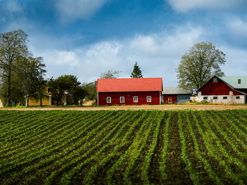 Lavoura cultivada em frente a construções rurais, representando uma fazenda utilizada para explicar quantos alqueires ela pode ter.